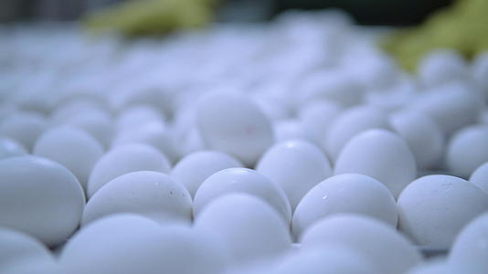 鸡蛋生产b视频的预览图