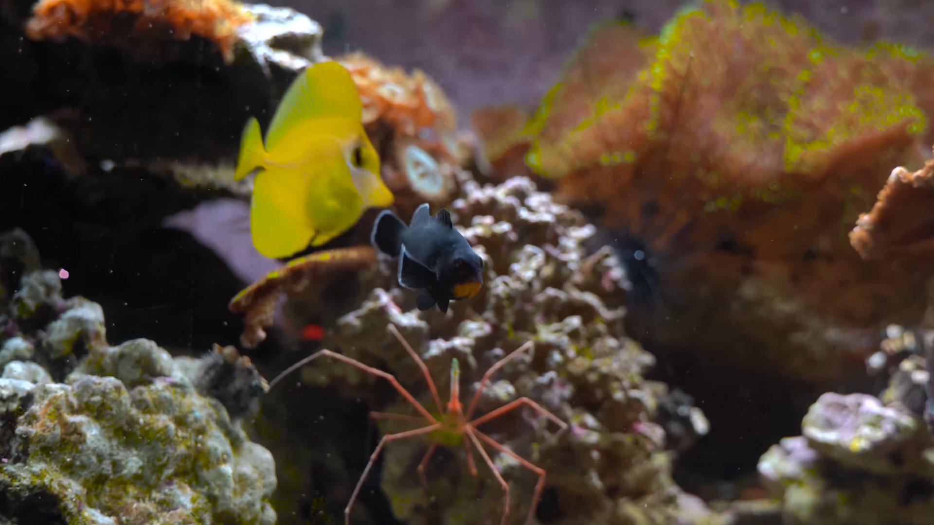 水族馆各种虾和鱼视频的预览图