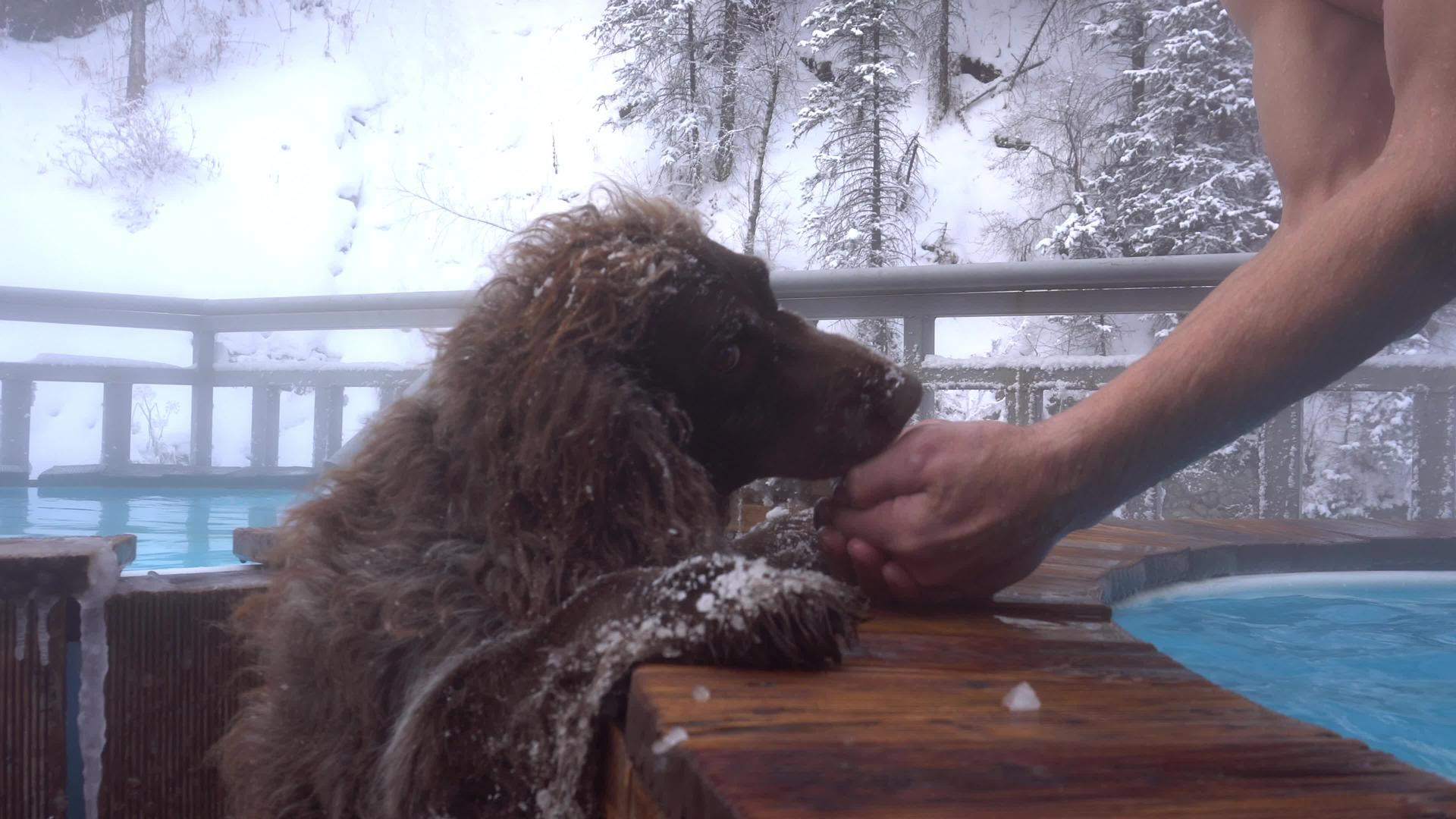 一个人用狗的手给人水视频的预览图