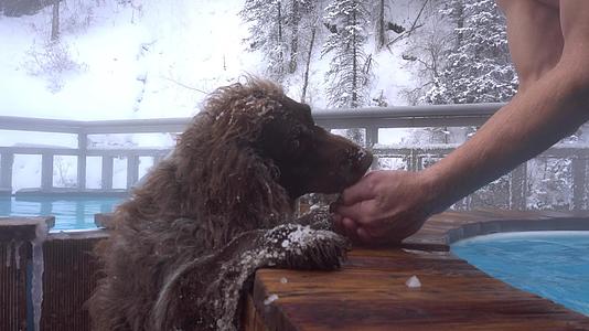 一个人用狗的手给人水视频的预览图