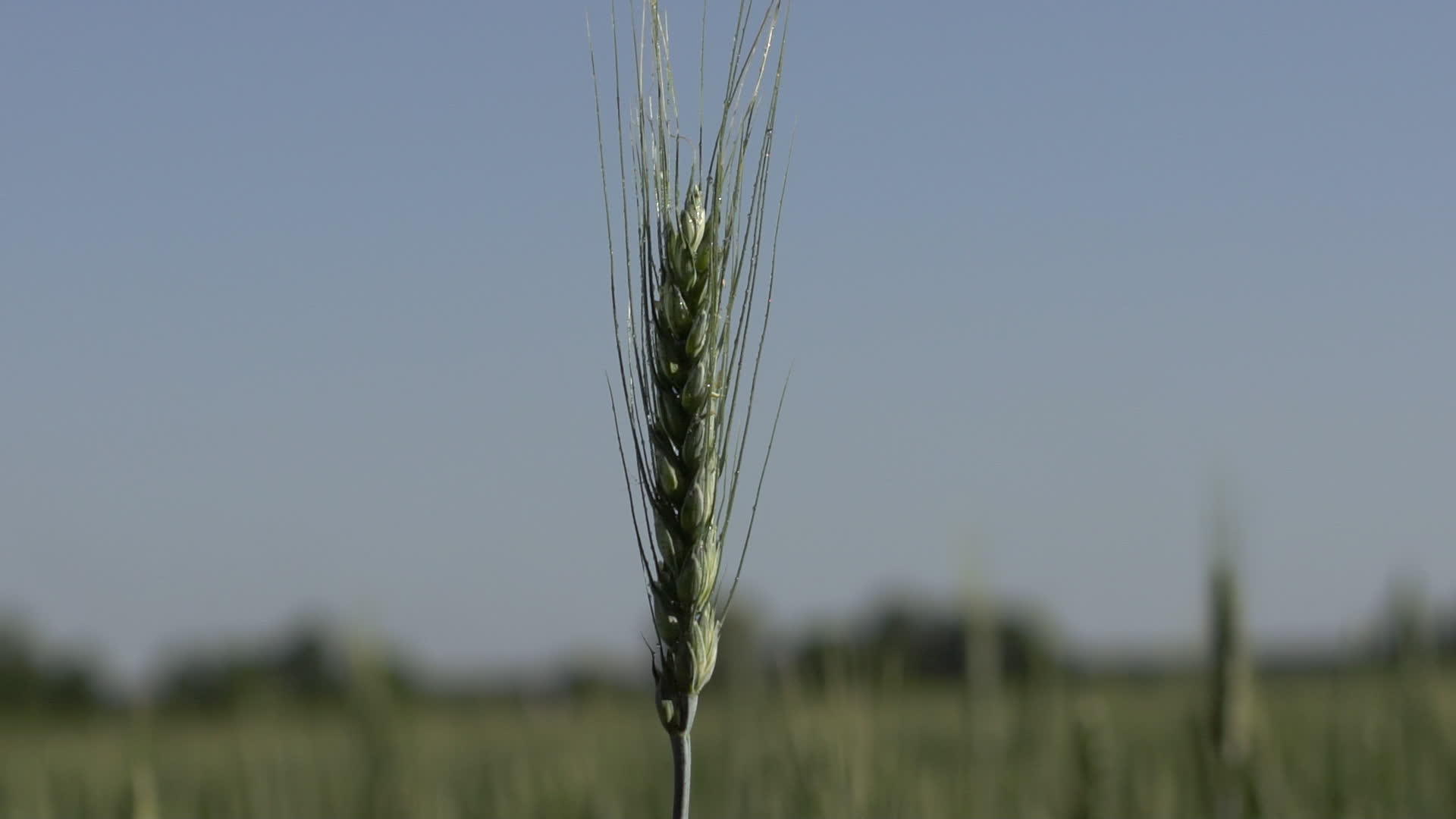 小麦的支粒视频的预览图