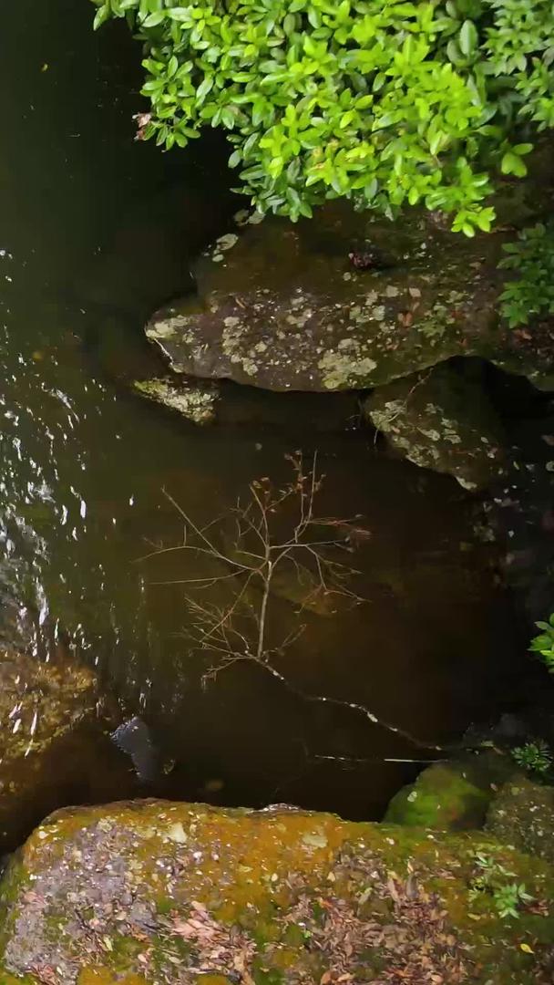 河流航拍原始森林深处的植被视频的预览图