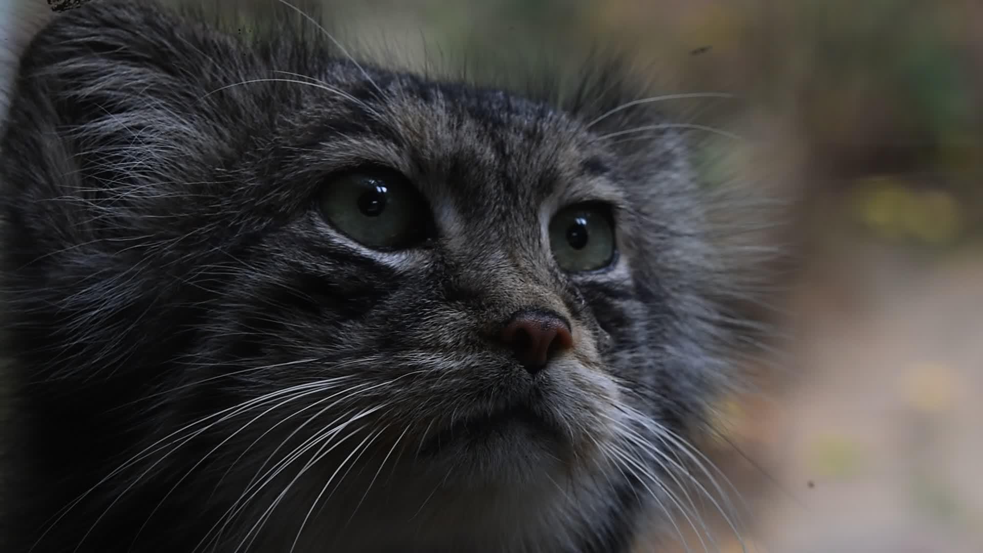 马努尔调乐板猫的近身肖像视频的预览图