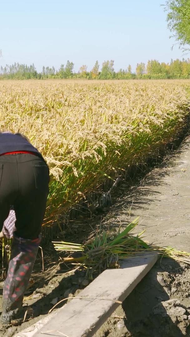 收获农民女性形象集体稻田秋季辛勤劳动农村家庭收获视频的预览图