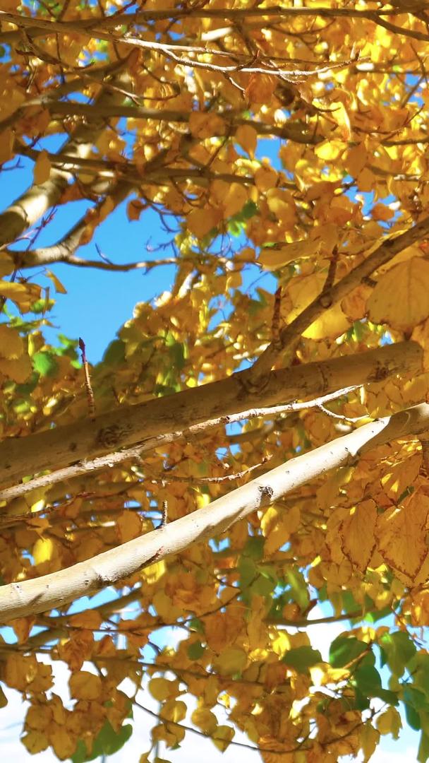 秋高气爽的树木风景视频的预览图