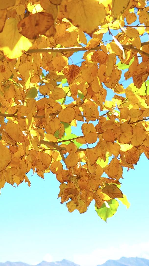 秋高气爽的树木风景视频的预览图