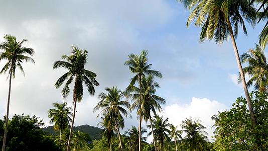 喜马拉雅热带植物在阳光明媚的日子里生长在泰国科潘干部视频的预览图