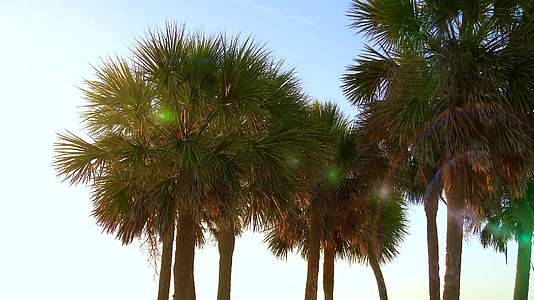 美丽的热带椰子棕榈树视频的预览图