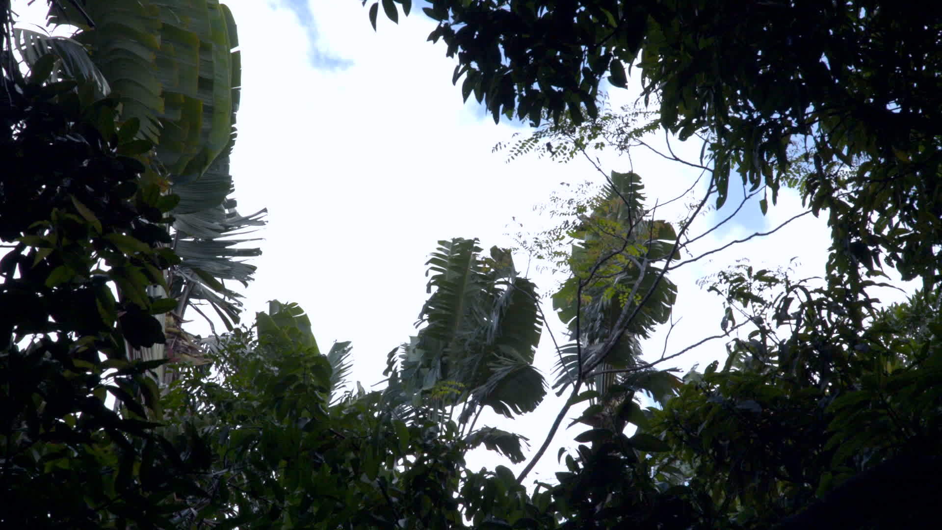 热带雨林的叶子在微风中飘动视频的预览图