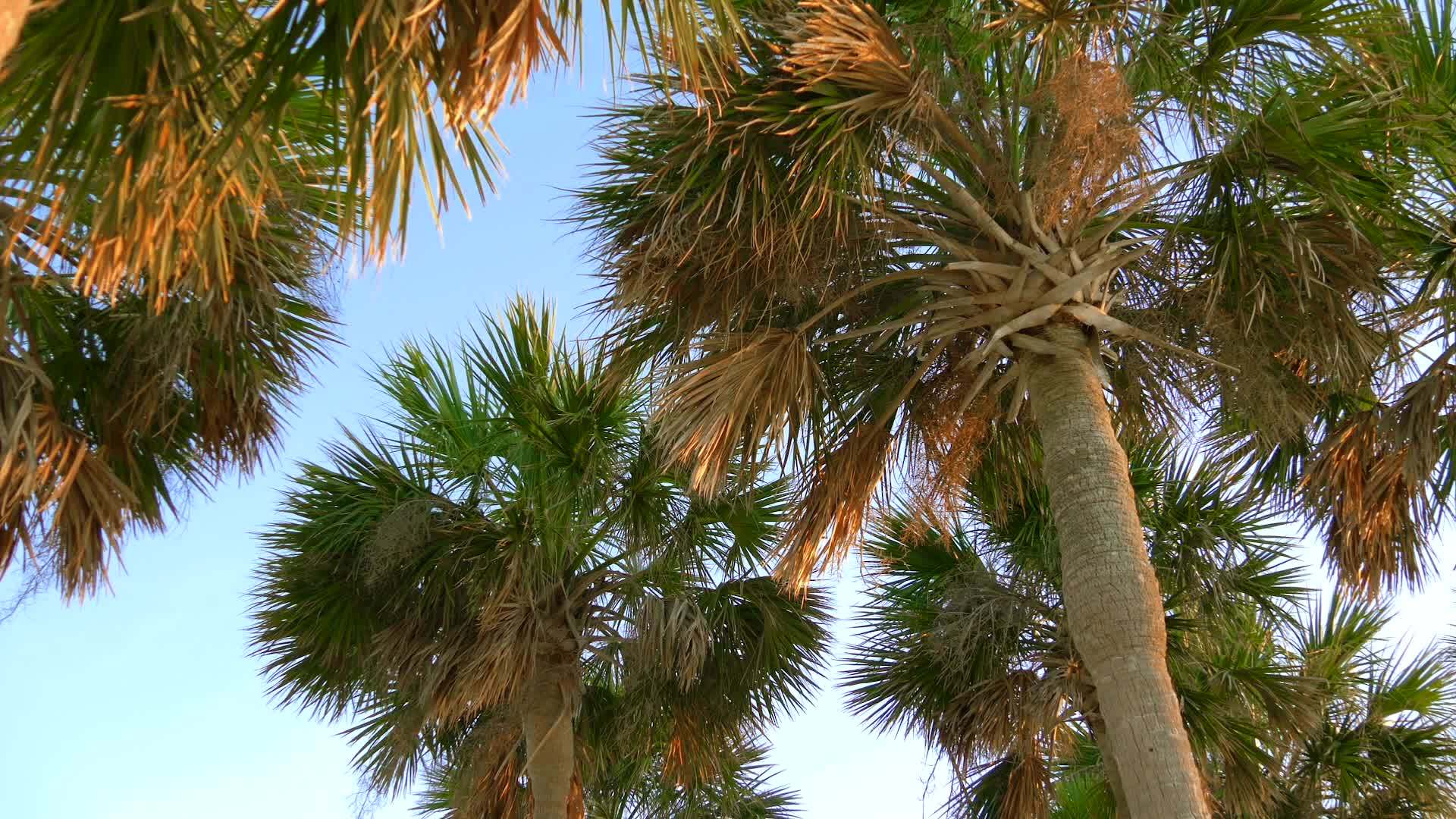 枣树和美丽的蓝天是相对的视频的预览图