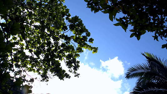 夏季的云层和雨林植被视频的预览图