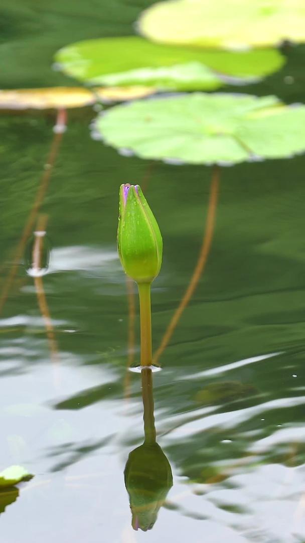 睡莲花苞在湖面上视频的预览图