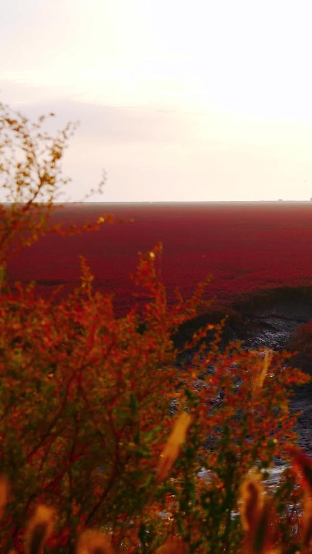 红海滩国家风景廊道5A级风景区湿地视频的预览图