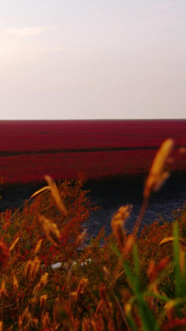 红海滩国家风景廊道5A级风景区湿地视频的预览图