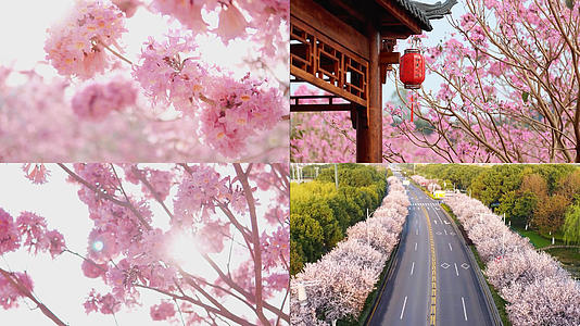 春季樱花合集视频的预览图