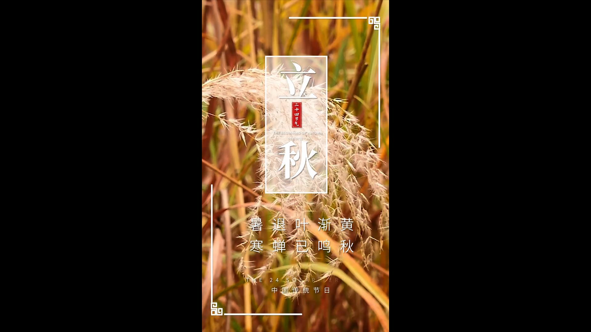 简洁大气立秋节气海报AE模板视频的预览图