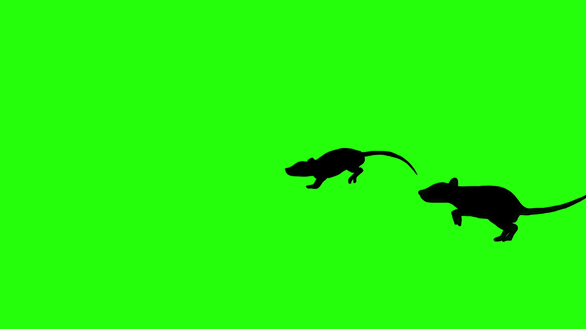 绿色屏幕上可爱的灰鼠动画视频的预览图