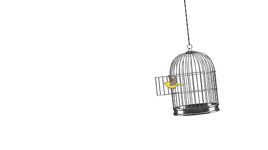 手绘动画鸟从笼子里飞出来视频的预览图