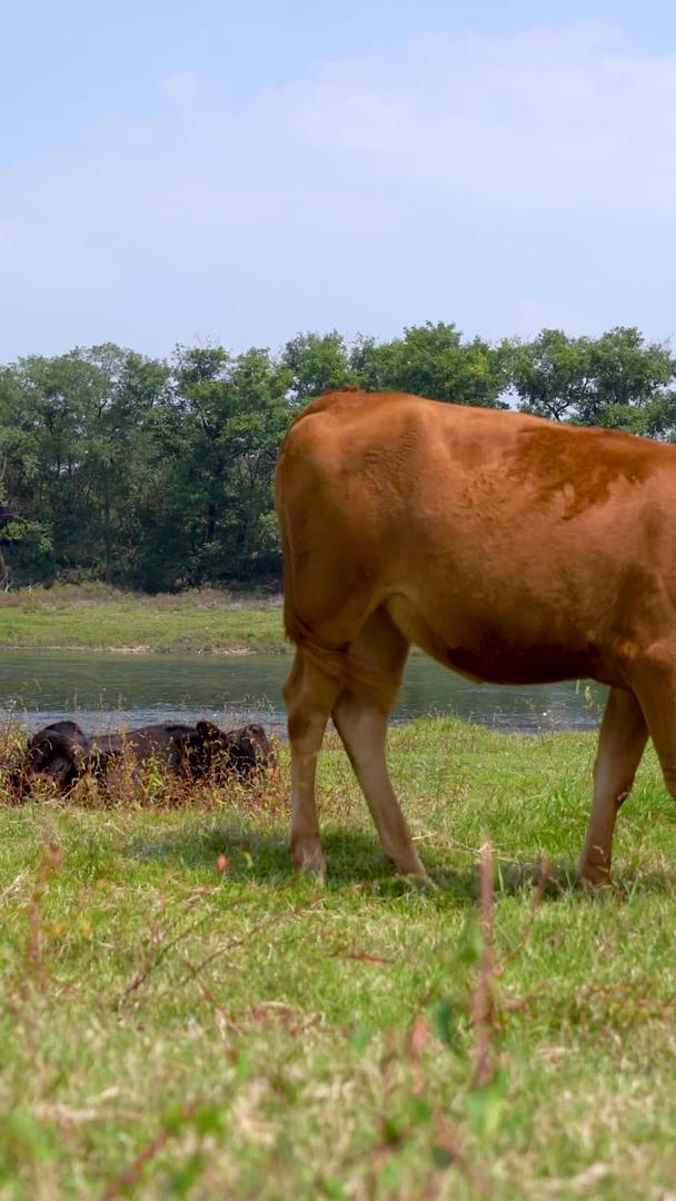 牛群在河边吃草视频的预览图