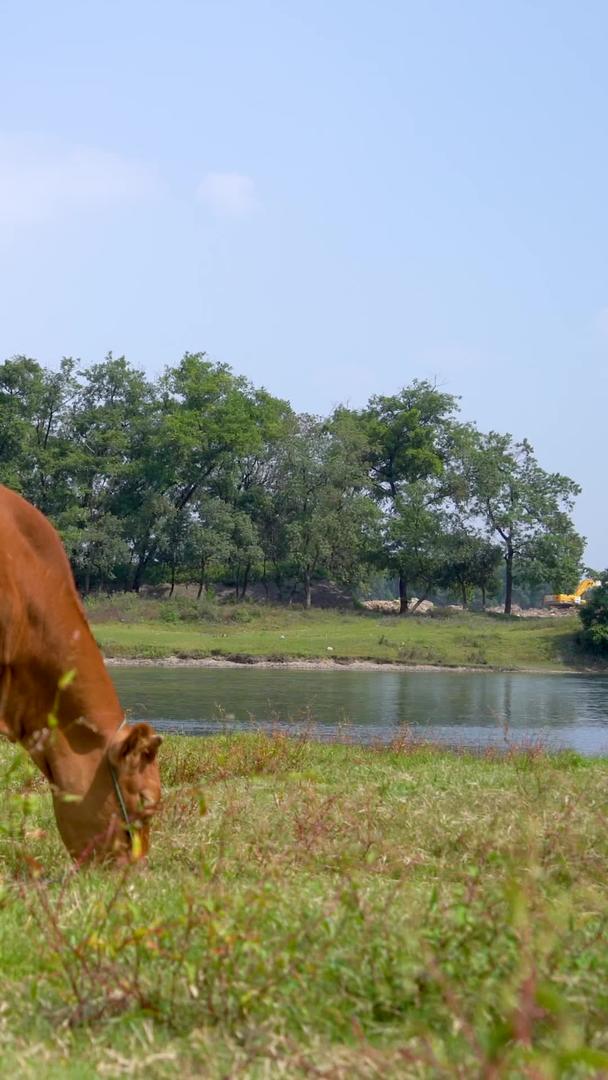 牛群在河边吃草视频的预览图