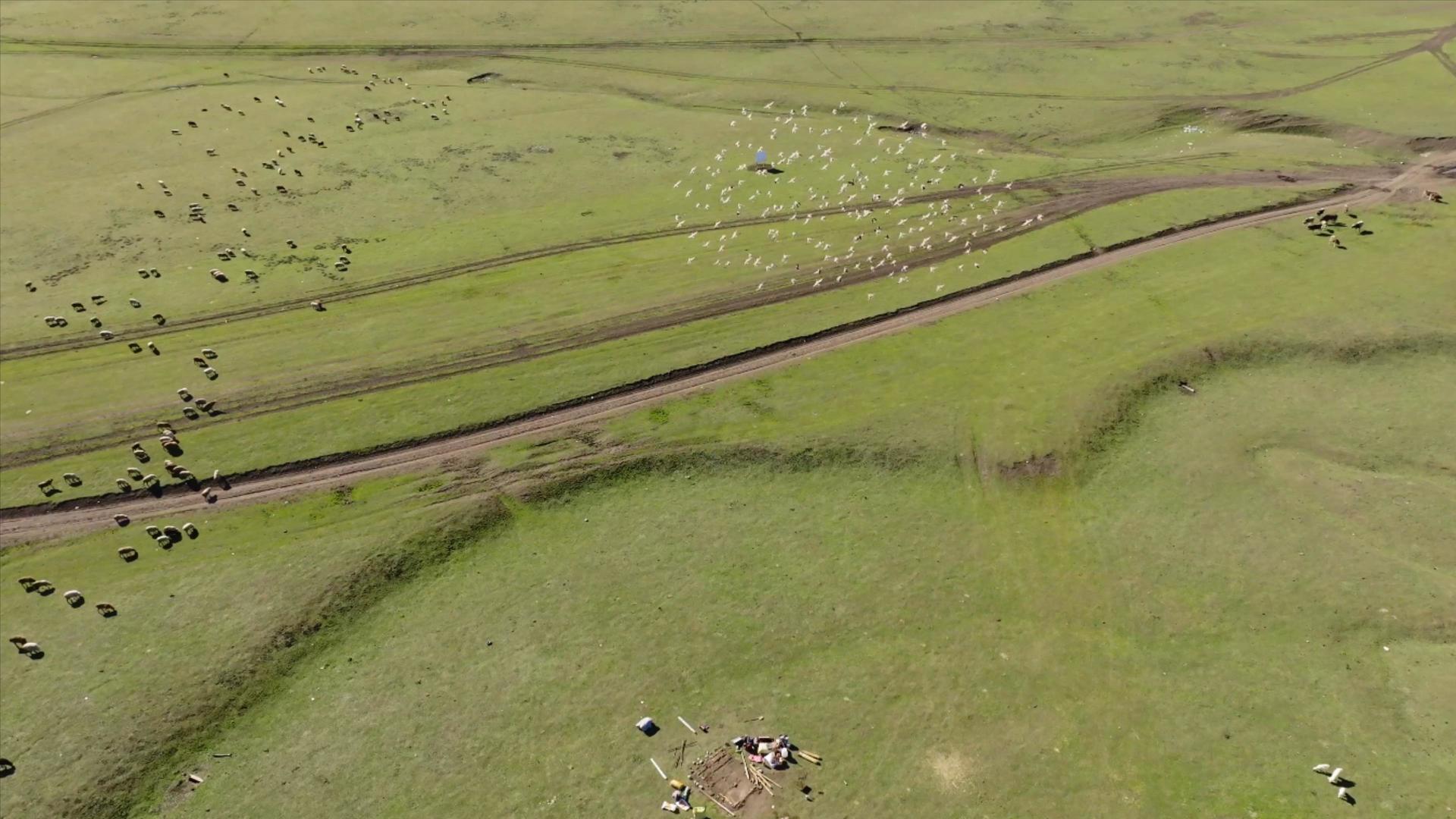 飞鸟在4K那拉提草原上空视频的预览图