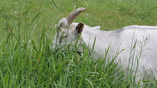 沙纳山羊在绿草地上慢慢地移动视频的预览图