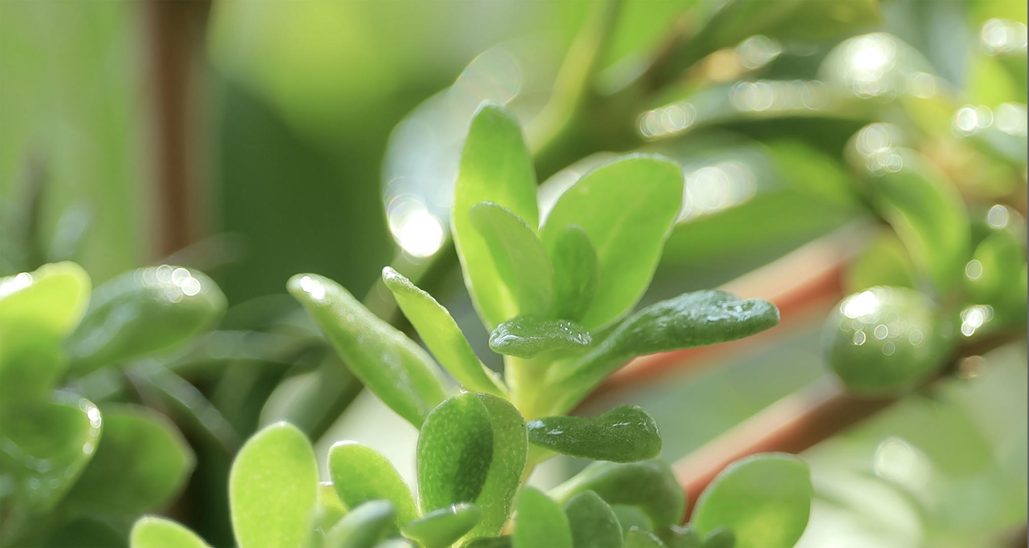 4K实拍雨水中的绿芽视频的预览图