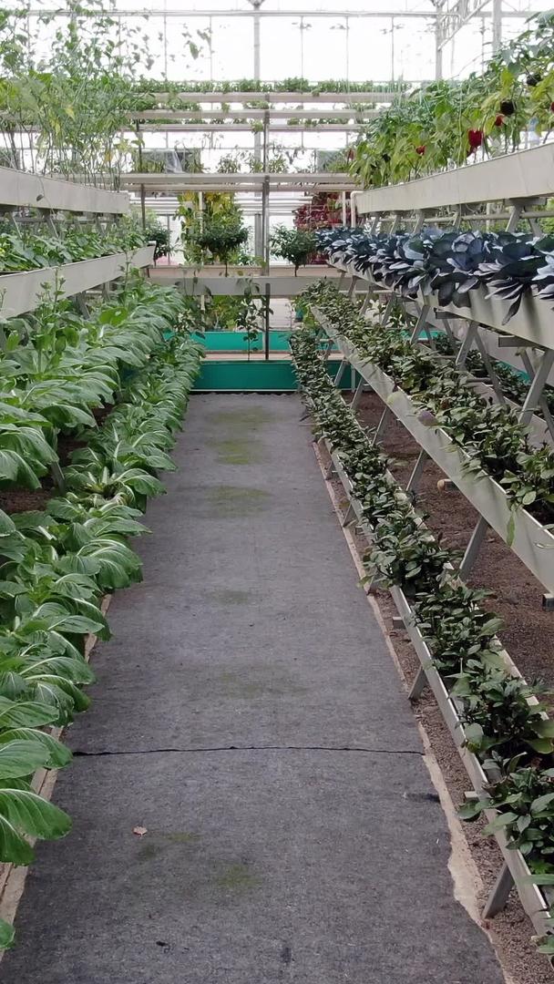 低空航拍温室有机蔬菜种植基地视频的预览图