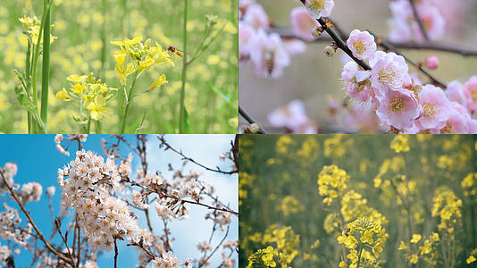 春季蜜蜂花朵合集视频的预览图