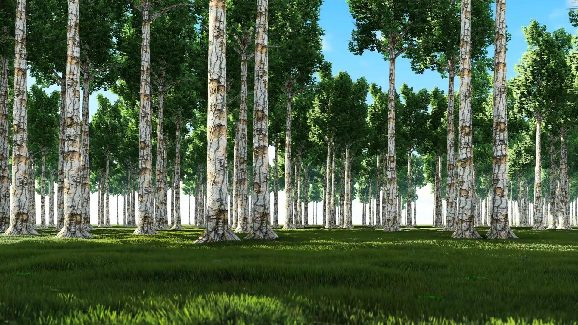 大树森林视频的预览图