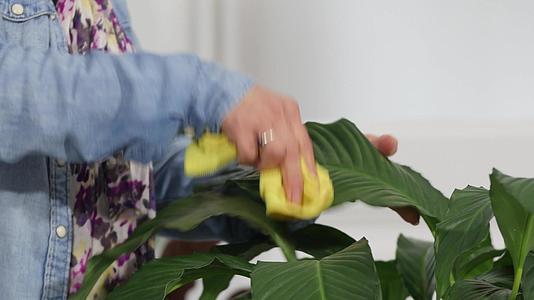 清洁绿色植物的女性视频的预览图