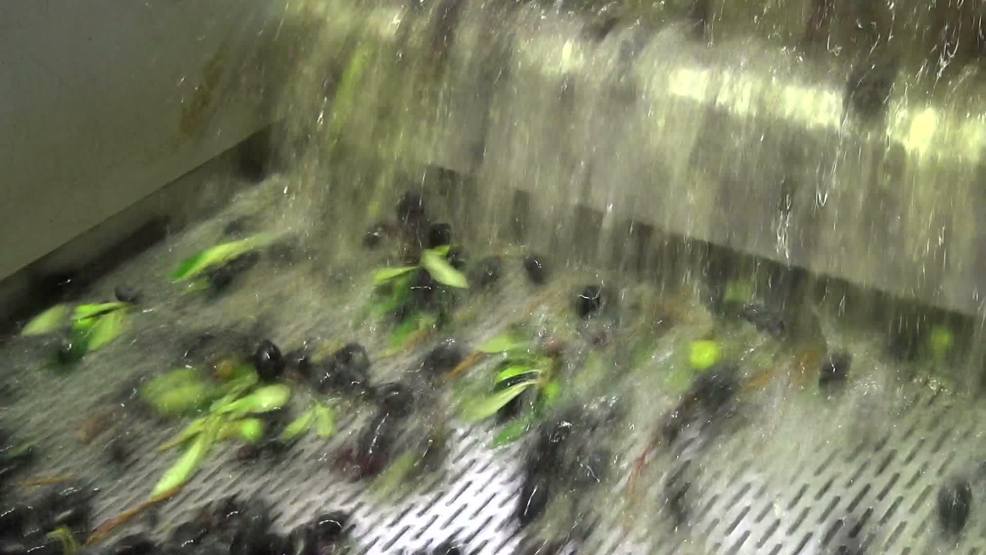 清洗橄榄9视频的预览图
