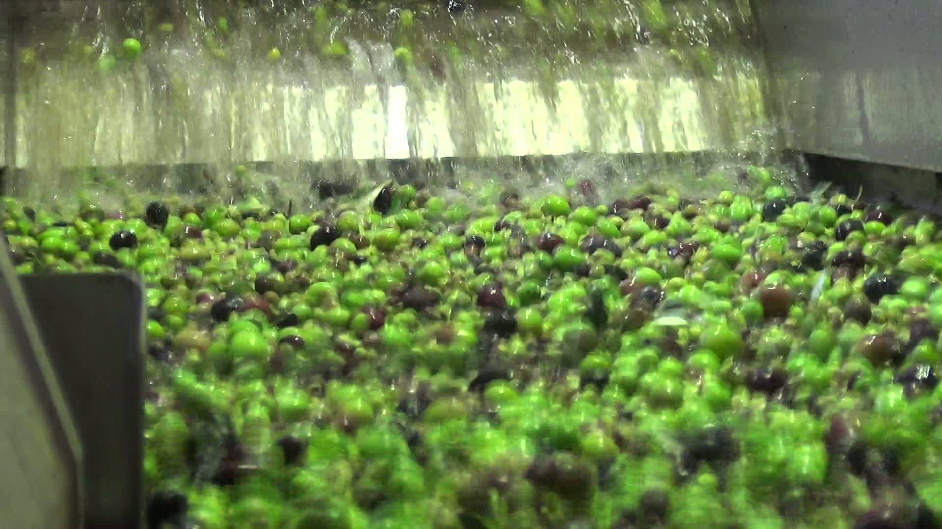清洗橄榄2视频的预览图