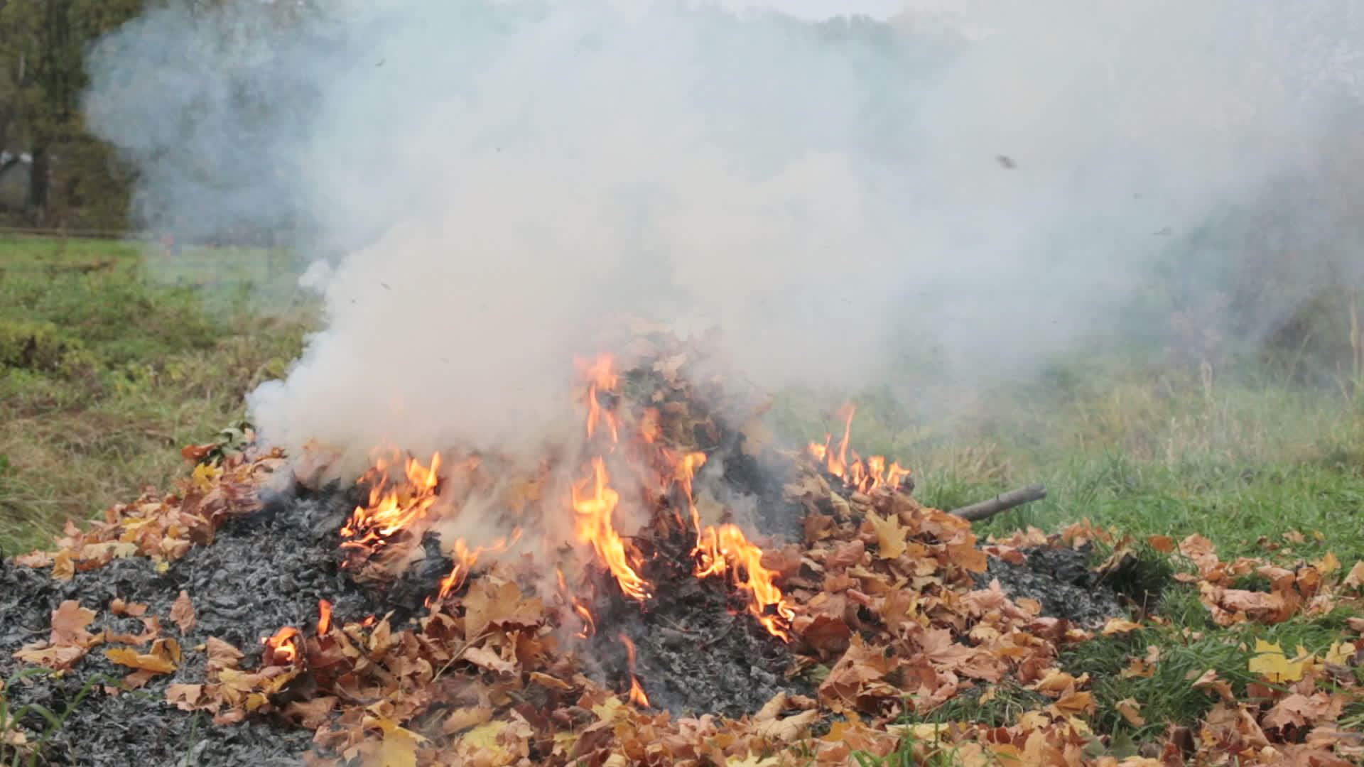 秋叶在花园里燃烧视频的预览图