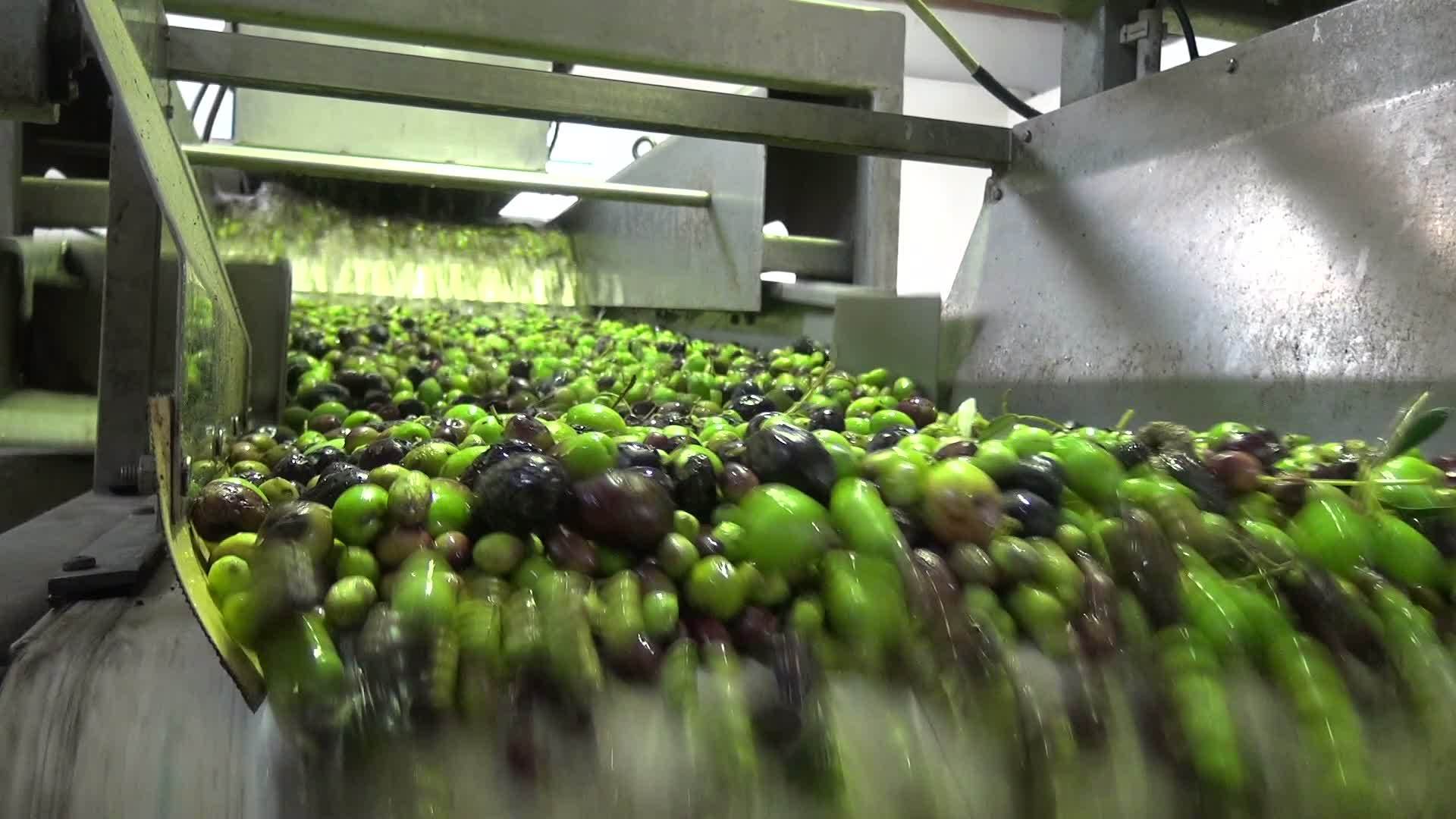 清洗橄榄3视频的预览图