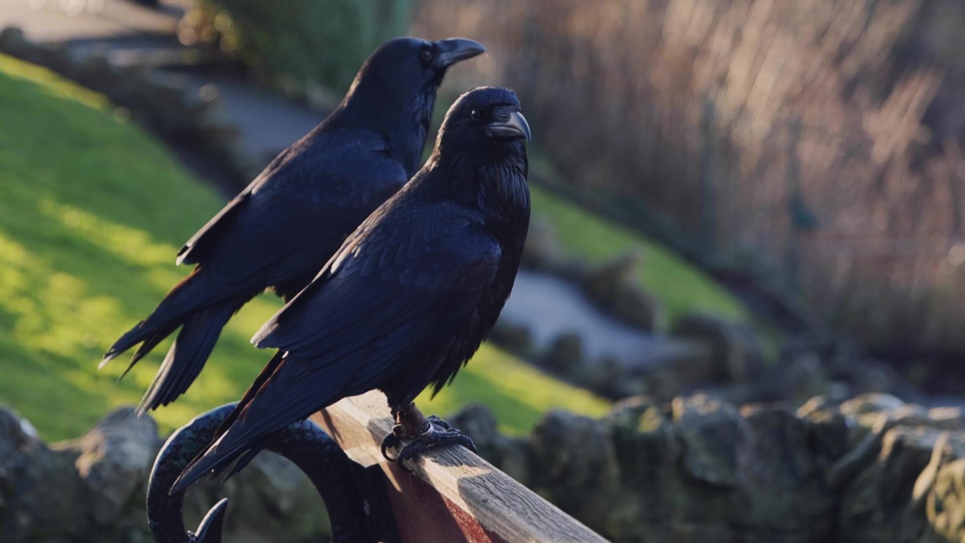 两只大黑乌鸦视频的预览图