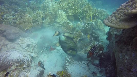 海洋水肺潜水水下五颜六色的热带珊瑚礁海景侵略性危险视频的预览图