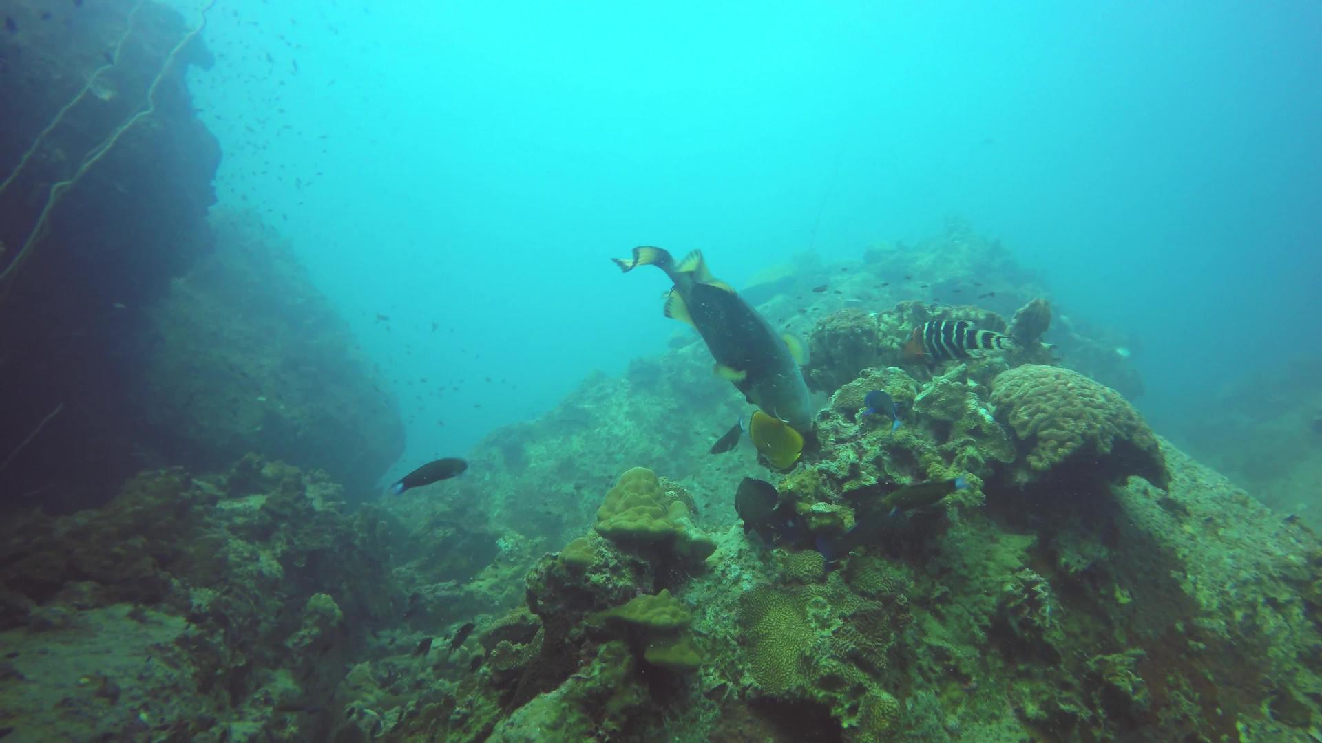水下五颜六色的热带珊瑚礁海景视频的预览图