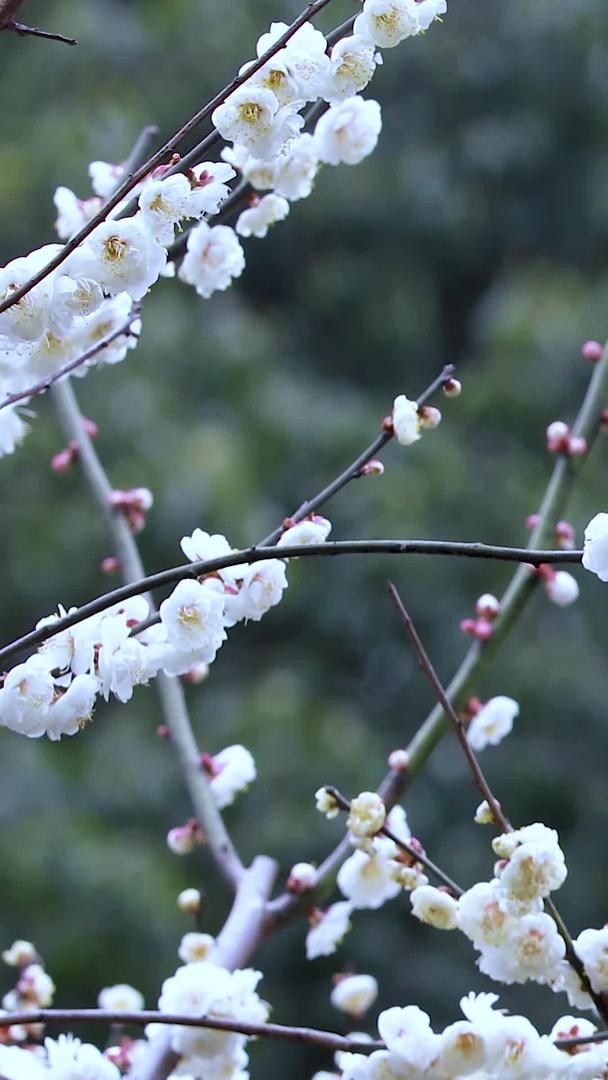 春季多角度微距拍摄梅花盛开视频的预览图