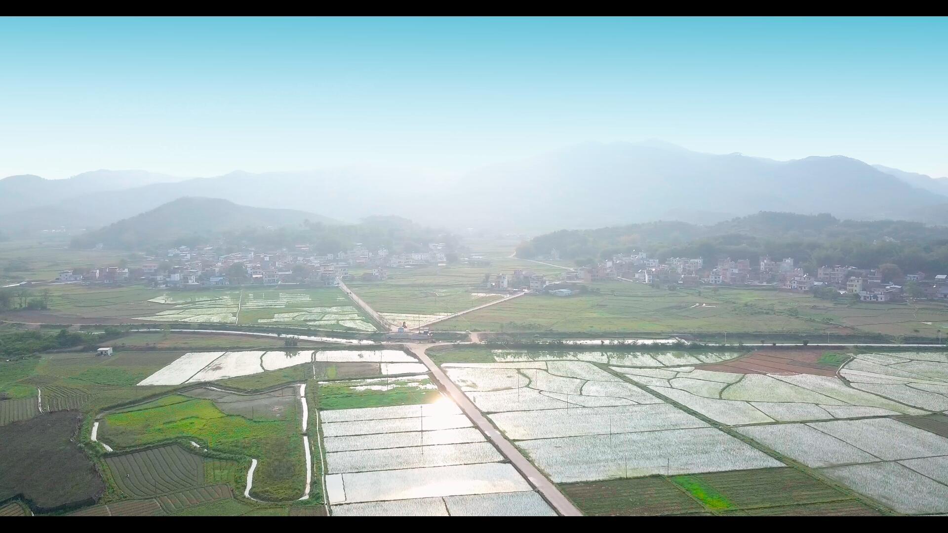 田园夕阳下波光粼粼的水稻视频的预览图