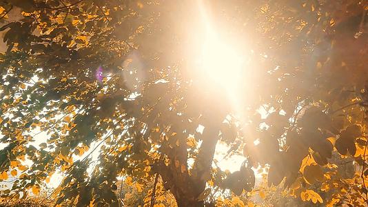 秋天阳光透过树叶洒下了视频的预览图