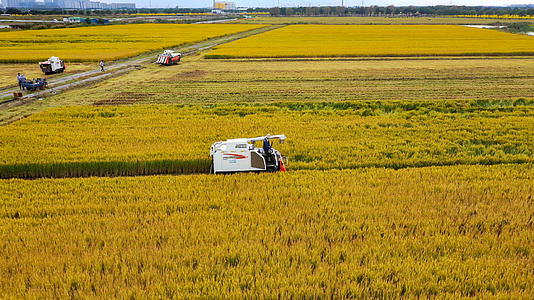 4K航拍秋天收割水稻视频的预览图