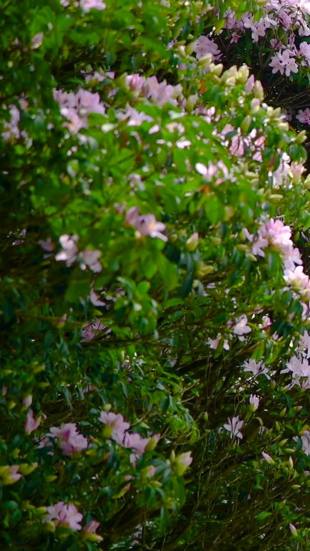 毛棉杜鹃花盛开于梧桐山视频的预览图