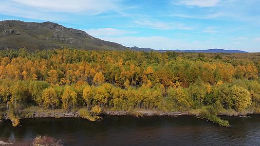 4k航拍内蒙古秋天河流森林风景视频的预览图