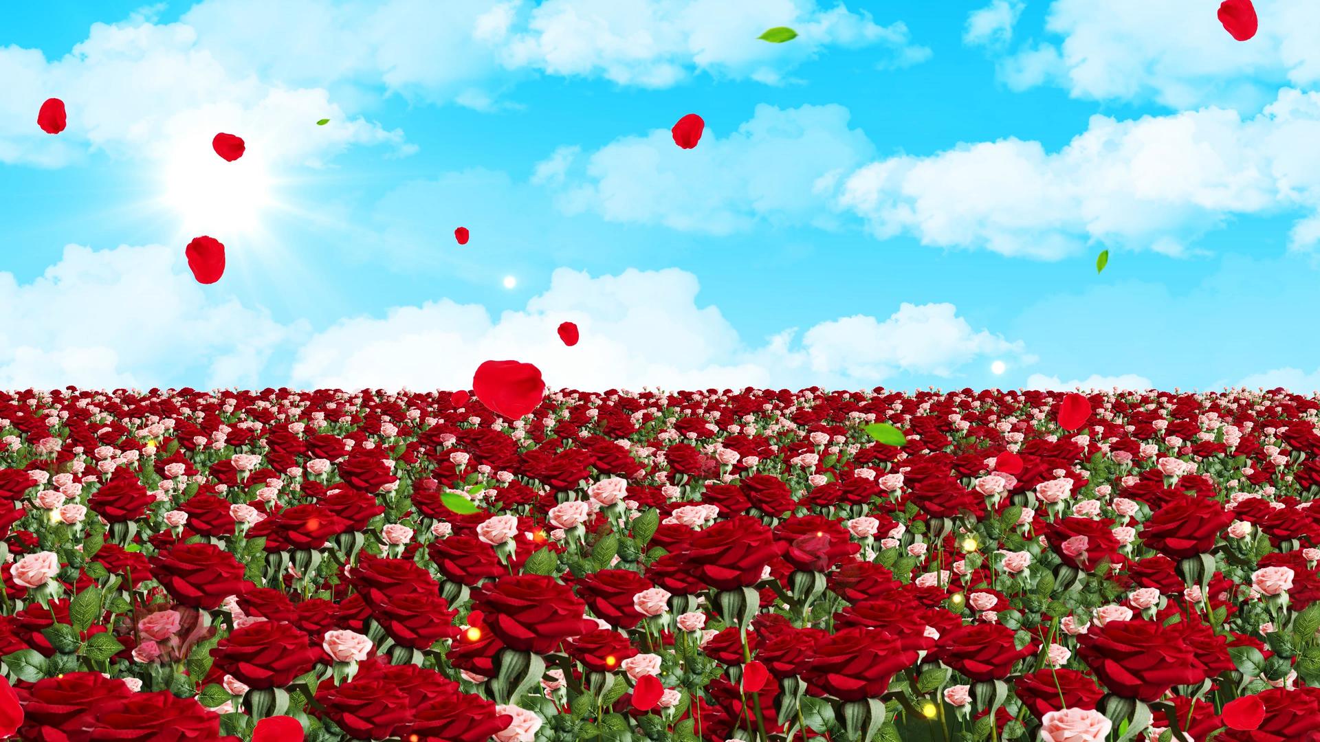4K玫瑰花花海背景素材视频的预览图