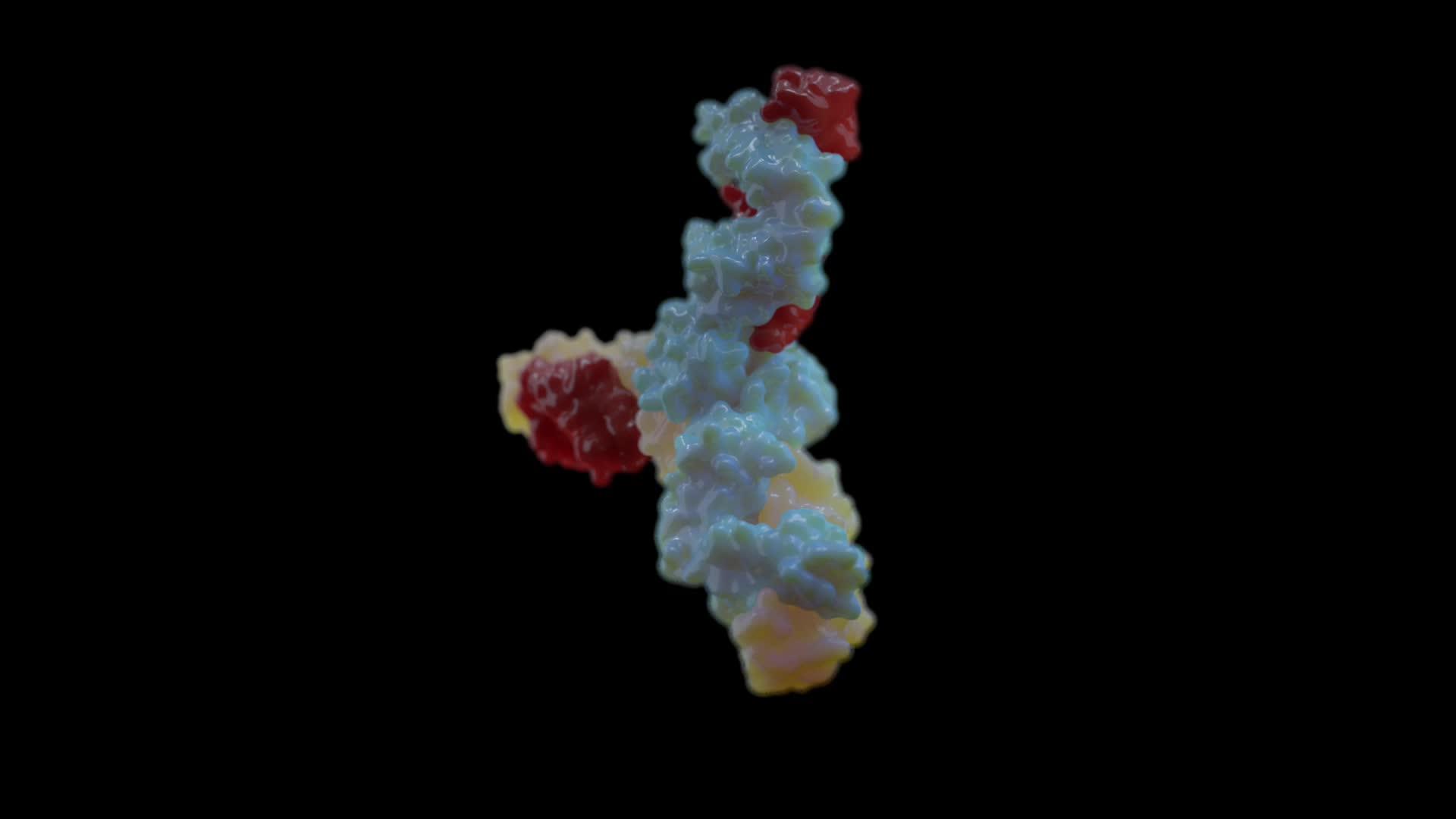 抗体的细胞运动视频的预览图