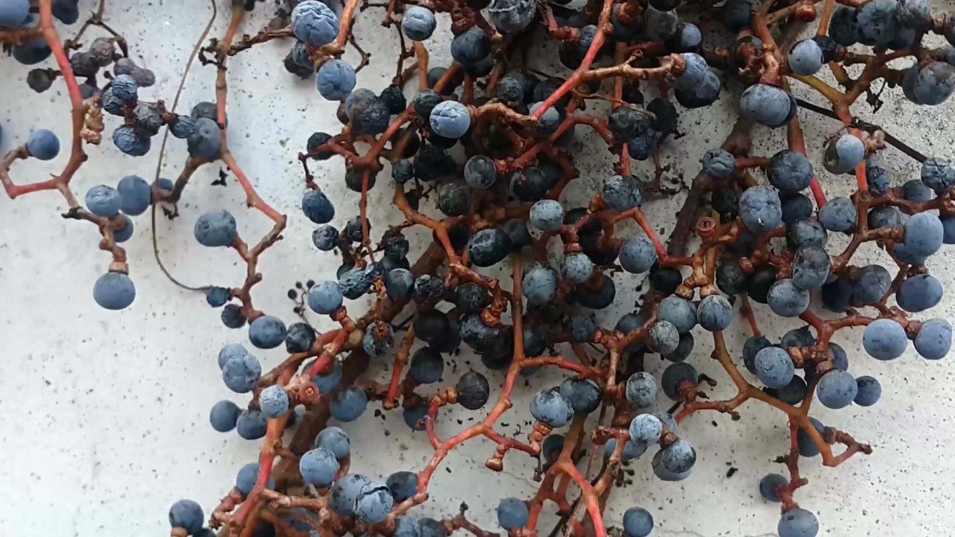 从树枝上挂黑莓的近视视频的预览图
