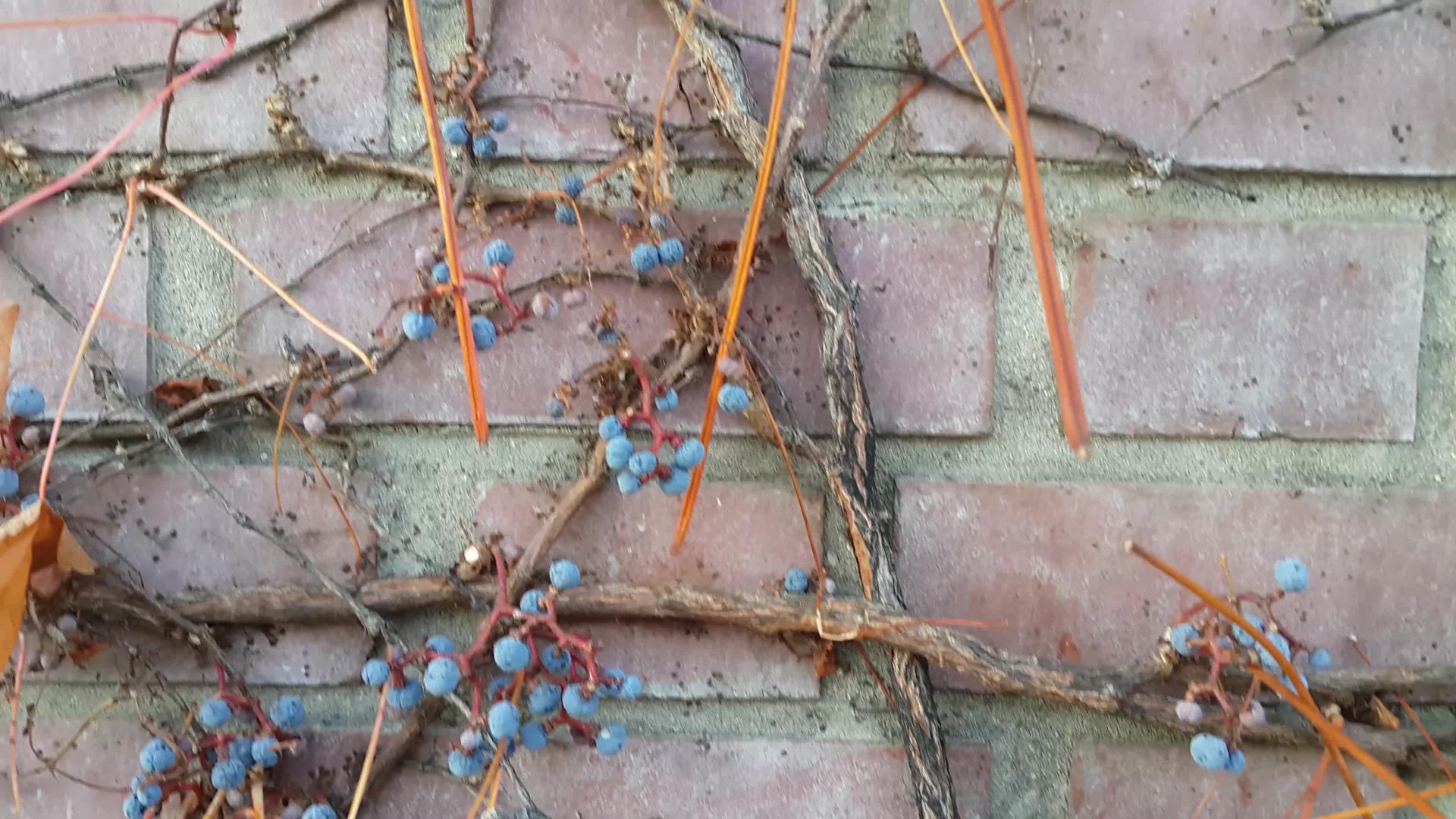 黑莓挂在墙上的树枝上视频的预览图
