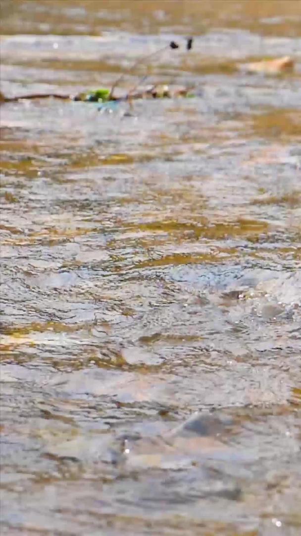 清澈的小河水升级视频的预览图