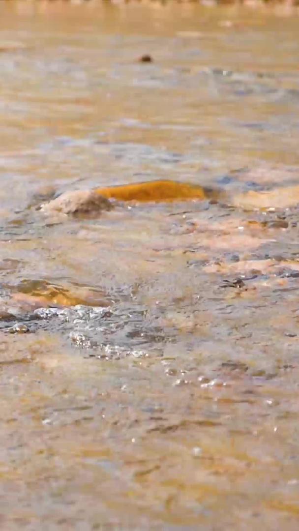 清澈的小河水升级视频的预览图
